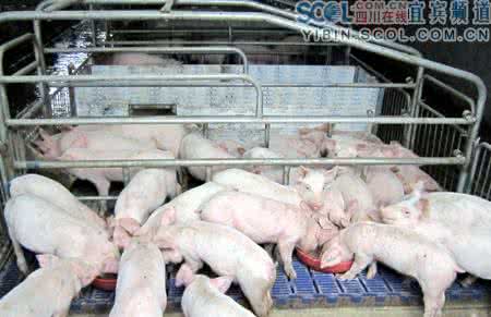 《動(dòng)物疫病防控財(cái)政支持政策實(shí)施指導(dǎo)意見》