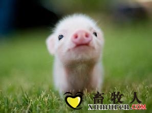 纖維來(lái)源、水平對(duì)飼養(yǎng)于不同衛(wèi)生條件下斷奶仔豬生長(zhǎng)性能、營(yíng)養(yǎng)素消化率的影響