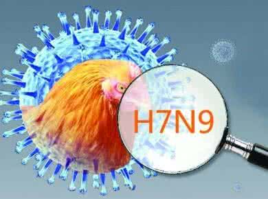 農業(yè)部批準廣東先行先試，實施H7N9全面免疫