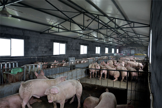狠！福州要引進無人機對豬場進行監管