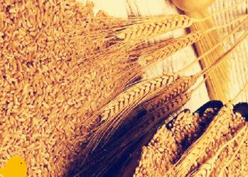 麥麩降低日糧消化能、但不同方法得到的麥麩能值無(wú)顯著差異