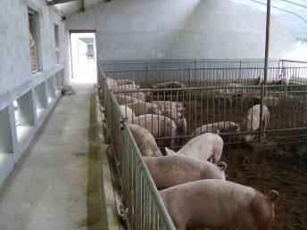 科技前沿|豬場批次生產(chǎn)模型的建立與全進全出策略（下）