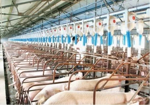 溫氏今年內完成新養豬項目開工規模600萬頭