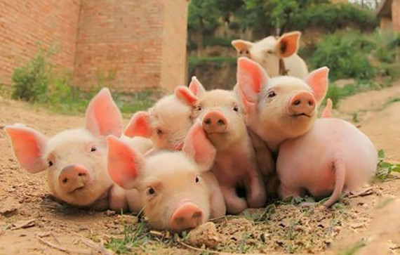 復(fù)合碳水化合物酶對斷奶仔豬生長性能、消化率、血液組成等影響