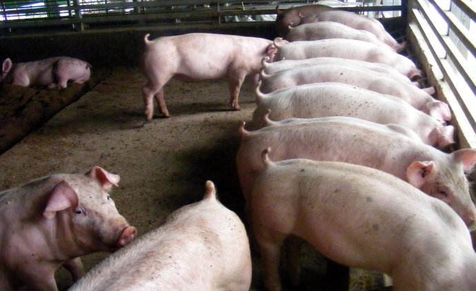 秋防已至，豬場請慎重選擇口蹄疫疫苗