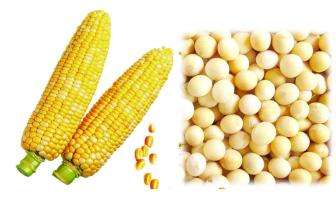 甲基鹽霉素對玉米豆粕型或玉米豆粕DDGS型日糧能量、養(yǎng)分、纖維消化率的影響