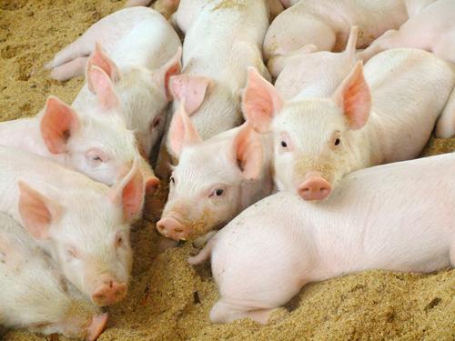 農業部：三季度畜禽產品抽檢合格率99.7%