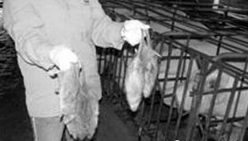 干貨：如何做好豬場的滅鼠工作