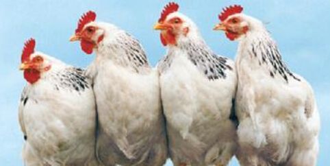 四大肉雞上市公司公布前三季度業績 益生虧1.85億、圣農賺9千萬