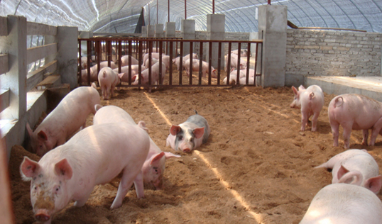 仔豬斷奶重影響因素研究：初乳攝入量、母豬采食量、哺乳期日糧