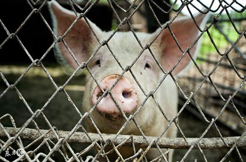 正大集團：皖北100萬頭安全可追溯豬源產業鏈項目落戶安徽