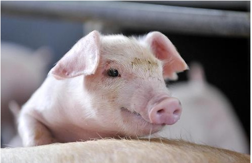 2017年美國(guó)FDA批準(zhǔn)動(dòng)物用新獸藥情況