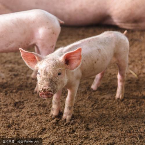 第113期：寄養(yǎng)及教槽料補飼對全期生長的影響：對弱仔有益但可能不適合壯仔