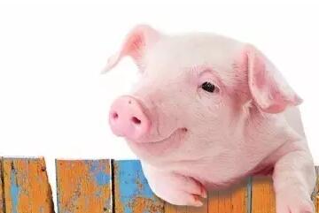 2017年溫氏、牧原、正邦、天邦等養豬巨頭生豬銷售數據新鮮出爐