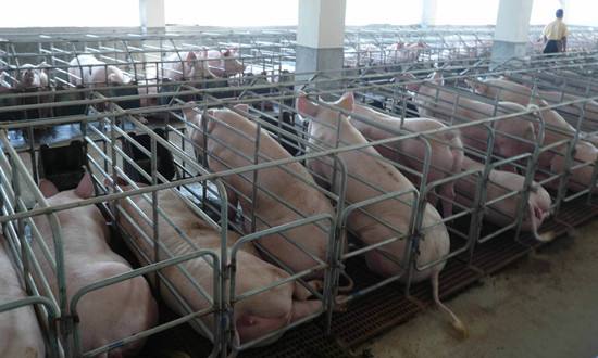 4周批次生產(chǎn)系統(tǒng)：小型豬場(chǎng)的另一種選擇
