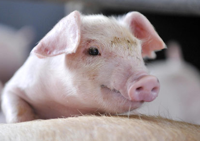 “獸藥停藥期規定”重新整理版（請收藏）