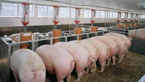 光明集團百萬頭生豬養殖基地項目進場開建