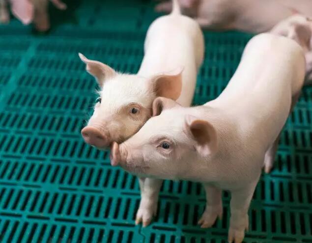 飼料粉碎粒度對仔豬生產性能的影響