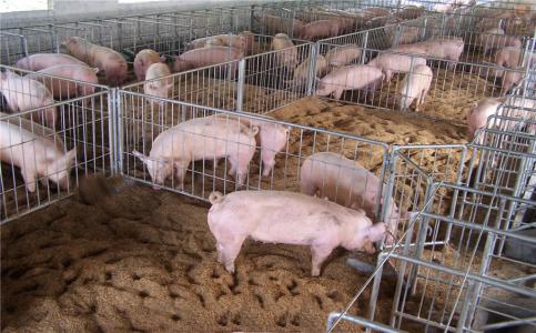 養豬生產管理中環境的控制細節