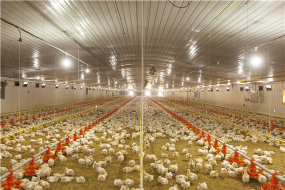 嘉吉榮膺世界農場動物福利養殖金雞獎