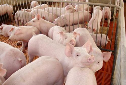 技術控 | 如何破解豬場疫病頻發的怪圈?（2）