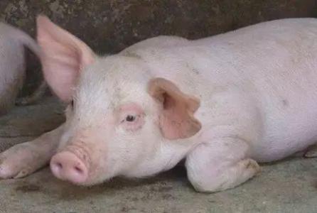 非洲豬瘟尚未平靜，口蹄疫又來！