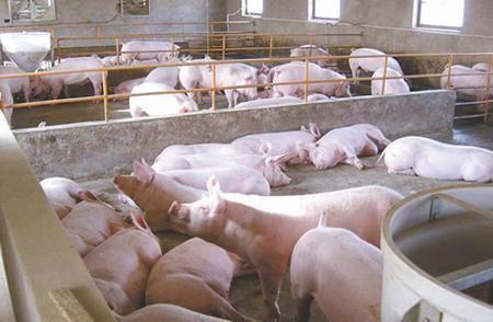 技術控 | 豬場多周批生產系統優勢分析