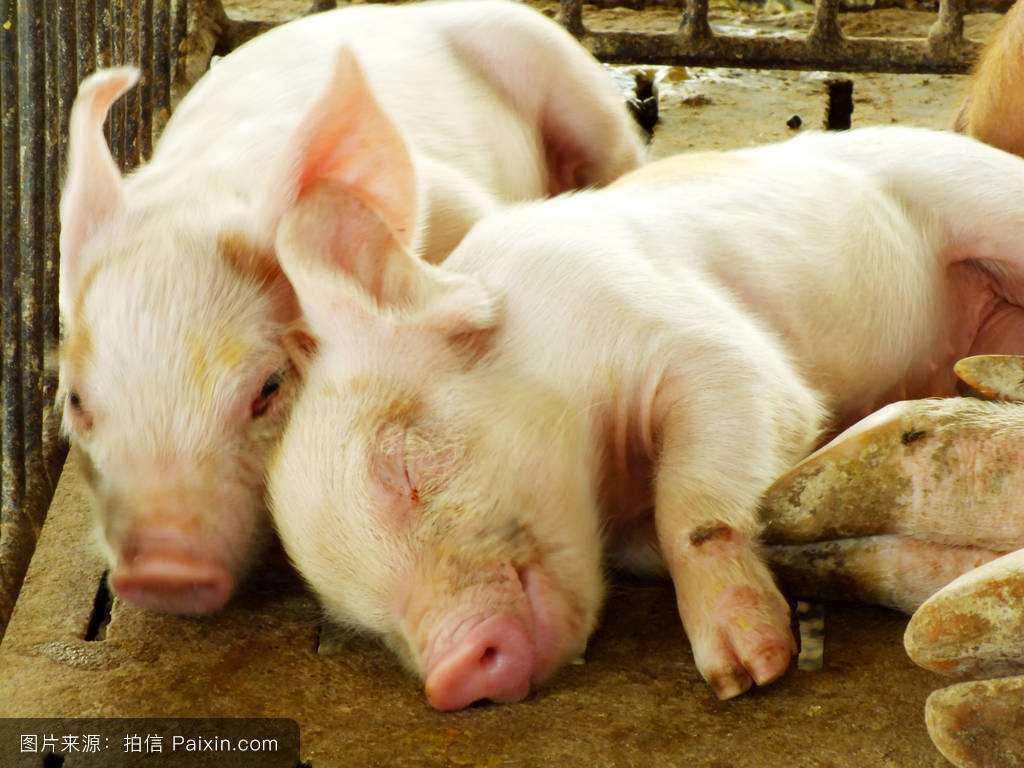 防治秋冬季仔豬腹瀉病，一定要趁早！