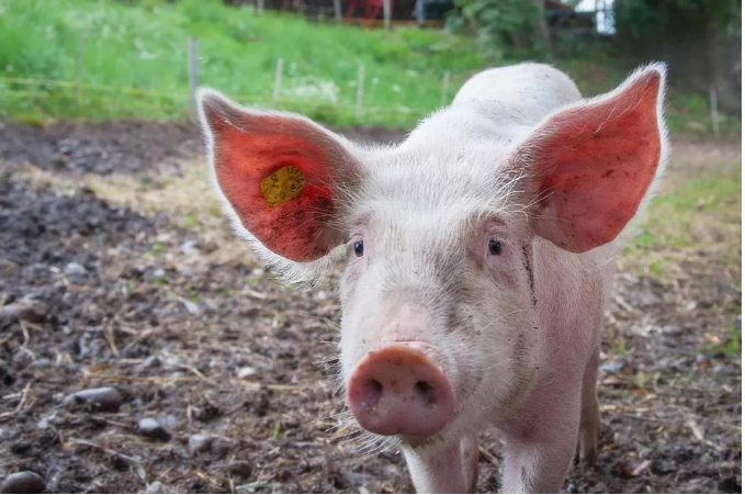 農(nóng)業(yè)2025 | 主張無接觸、無應(yīng)激式AI養(yǎng)豬，「小龍潛行」實(shí)現(xiàn)低成本的生豬識別