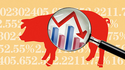 20210106國內生豬市場報價：漲幅擴大！生豬價格上漲，帶動豬肉價格跟漲！