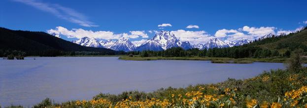 急性回腸炎死亡的肺臟圖片