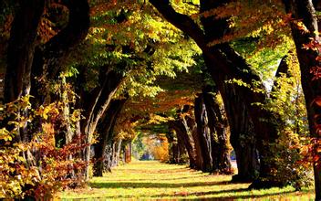 一新生仔豬畸形照片