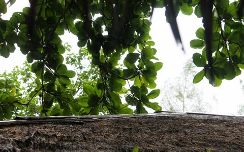 2010年第二期獸藥GMP飛行檢查結果的通報