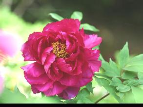 買飼料應重質量輕顏色