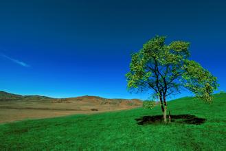 粉料、濕拌料和顆粒料飼喂的優缺點