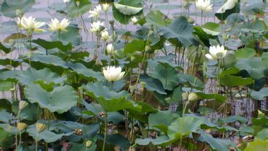 第九屆飼料商業(yè)配方師研習(xí)班舉辦地點(diǎn)：石家莊金星假日大酒店