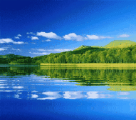 優質青綠多汁飼料——法國苦菜