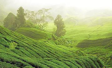 中華人民共和國農(nóng)業(yè)部公告第1441號(hào)