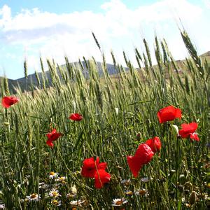 中華人民共和國農業部公告第1503號