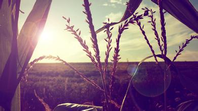 關于取消《食品中污染物限量》中硒指標的公告（衛生部2011年第3號）