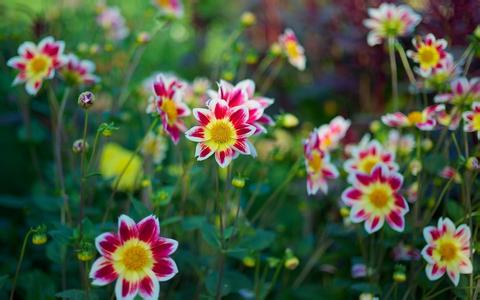 如何改善飼料適口性