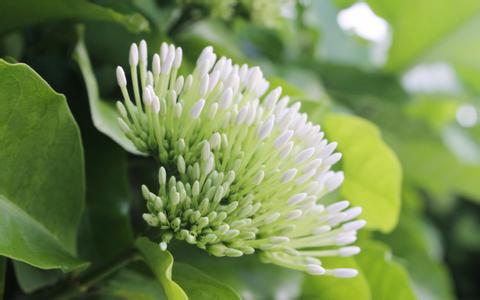 中華人民共和國農業部公告第1338號